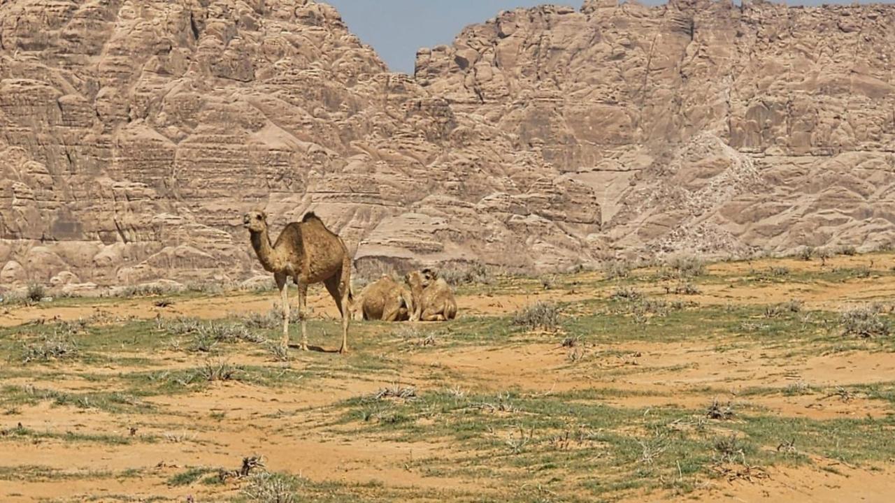 Tamim Luxury Wadi Rum Camp Екстериор снимка